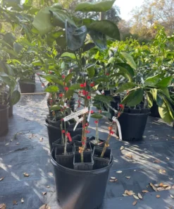 Blood Orange Tree Grafted Citrus Plant 3 Feet Tall with Pot and Soil