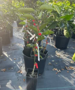 Blood Orange Tree Grafted Citrus Plant 3 Feet Tall with Pot and Soil