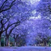 Blue Jacaranda Live Tree 1-2 Ft Tall – Fast-Growing Lavender-Blooming Deciduous Shade Tree - Purple Jacaranda Mimisifolia Flower Plant