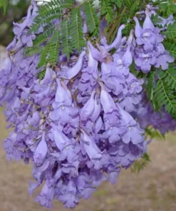 Blue Jacaranda Live Tree 1-2 Ft Tall – Fast-Growing Lavender-Blooming Deciduous Shade Tree - Purple Jacaranda Mimisifolia Flower Plant