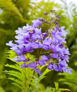 Blue Jacaranda Live Tree 1-2 Ft Tall – Fast-Growing Lavender-Blooming Deciduous Shade Tree - Purple Jacaranda Mimisifolia Flower Plant