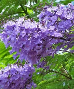 Blue Jacaranda Live Tree 1-2 Ft Tall – Fast-Growing Lavender-Blooming Deciduous Shade Tree - Purple Jacaranda Mimisifolia Flower Plant