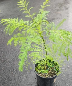 Blue Jacaranda Live Tree 1-2 Ft Tall – Fast-Growing Lavender-Blooming Deciduous Shade Tree - Purple Jacaranda Mimisifolia Flower Plant