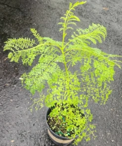 Blue Jacaranda Live Tree 1-2 Ft Tall – Fast-Growing Lavender-Blooming Deciduous Shade Tree - Purple Jacaranda Mimisifolia Flower Plant