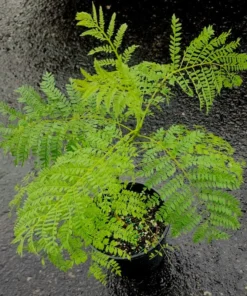 Blue Jacaranda Live Tree 1-2 Ft Tall – Fast-Growing Lavender-Blooming Deciduous Shade Tree - Purple Jacaranda Mimisifolia Flower Plant