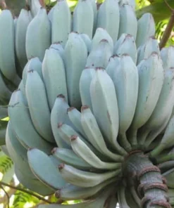Blue Java Banana Tree - Live Plant 6 to 12 Inch - Ice Cream Banana - Tropical