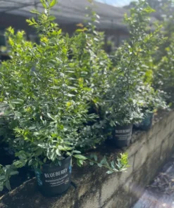 Blueberry Plant2- 3 Feet Tall with Soil in Pot Fast Shipping
