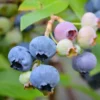 Blueberry Plant2- 3 Feet Tall with Soil in Pot Fast Shipping