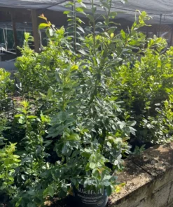 Blueberry Plant2- 3 Feet Tall with Soil in Pot Fast Shipping