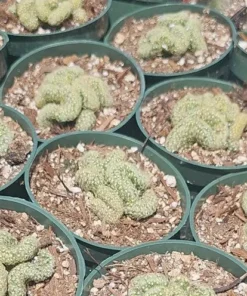 Brain Cactus | Mammillaria Elongata Cristata | Rare Cactus | Easy Care | 4in