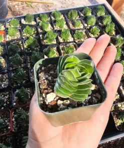 Buddha’s Temple | Crassula pyramidalis | 2in pot | Rare Succulent