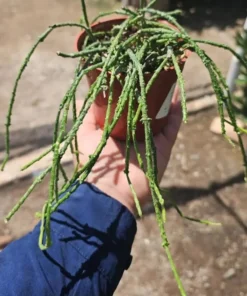 Bundle of Sticks | Cynanchum marnierianum | 2in and 4in pot