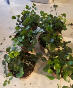 Button Fern | Pellaea rotundifolia | 2in and 4in pot