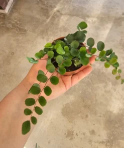 Button Fern | Pellaea rotundifolia | 2in and 4in pot