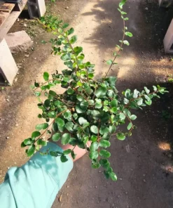 Button Fern | Pellaea rotundifolia | 2in and 4in pot