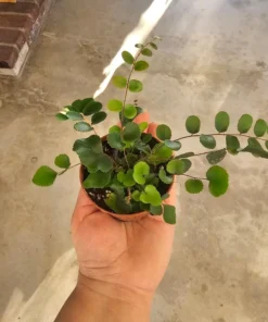 Button Fern | Pellaea rotundifolia | 2in and 4in pot