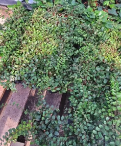 Button Fern | Pellaea rotundifolia | 2in and 4in pot