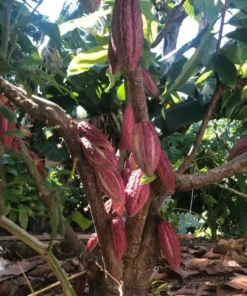 Cacao Tree - Theobroma Cacao Live Tree 1 Ft - Tropical Fruit Tree - Tropical Plantae