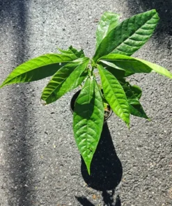 Cacao Tree - Theobroma Cacao Live Tree 1 Ft - Tropical Fruit Tree - Tropical Plantae