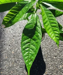 Cacao Tree - Theobroma Cacao Live Tree 1 Ft - Tropical Fruit Tree - Tropical Plantae