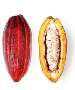Cacao Tree - Theobroma Cacao Live Tree 1 Ft - Tropical Fruit Tree - Tropical Plantae