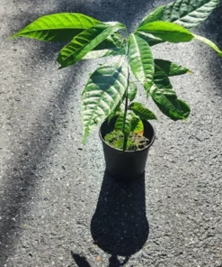 Cacao Tree - Theobroma Cacao Live Tree 1 Ft - Tropical Fruit Tree - Tropical Plantae