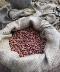 Cacao Tree - Theobroma Cacao Live Tree 1 Ft - Tropical Fruit Tree - Tropical Plantae