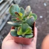 Calico Hearts | Adromischus triflorus ‘Calico Hearts’| 2in pot | Rare Succulent