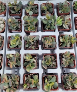 Calico Hearts | Adromischus triflorus ‘Calico Hearts’| 2in pot | Rare Succulent
