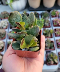 Calico Hearts | Adromischus triflorus ‘Calico Hearts’| 2in pot | Rare Succulent