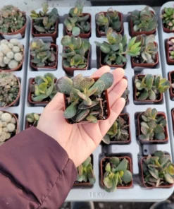 Calico Hearts | Adromischus triflorus ‘Calico Hearts’| 2in pot | Rare Succulent