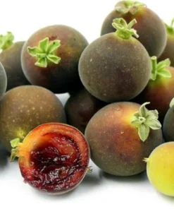 Ceylon Gooseberry Tree - Dovyalis Hebecarpa – 3 Ft Tall Fruit Tree for Gardens - Small Tropical Fruit