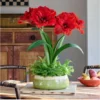 Cherry Nymph Amaryllis Set of 2 Double Red Flowering Bulbs for Home and Garden Decor