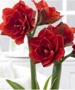 Cherry Nymph Amaryllis Set of 2 Double Red Flowering Bulbs for Home and Garden Decor