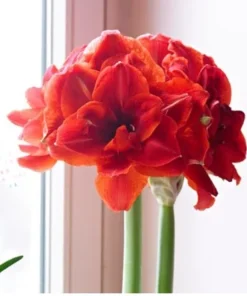 Cherry Nymph Amaryllis Set of 2 Double Red Flowering Bulbs for Home and Garden Decor