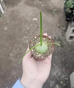Climbing Onion | Bowiea volubilis | Rare Plant | 3in pot