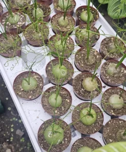 Climbing Onion | Bowiea volubilis | Rare Plant | 3in pot