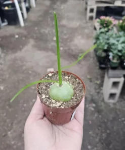 Climbing Onion | Bowiea volubilis | Rare Plant | 3in pot