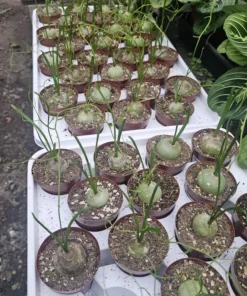 Climbing Onion | Bowiea volubilis | Rare Plant | 3in pot