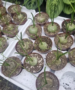 Climbing Onion | Bowiea volubilis | Rare Plant | 3in pot