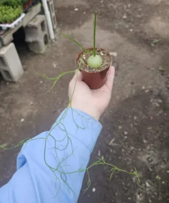 Climbing Onion | Bowiea volubilis | Rare Plant | 3in pot