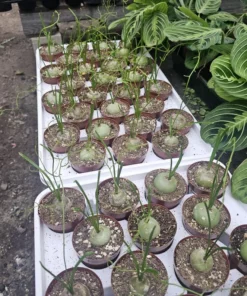 Climbing Onion | Bowiea volubilis | Rare Plant | 3in pot