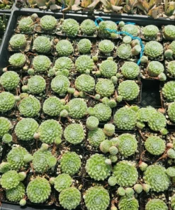 Cobweb Sempervivum | Hens and Chicks | Sempervivum arachnoideum | Houseleeks | 2in pot | offsets | cuttings