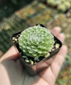 Cobweb Sempervivum | Hens and Chicks | Sempervivum arachnoideum | Houseleeks | 2in pot | offsets | cuttings