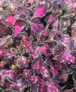 Coleus Downtown Santa Monica | Coleus Santa Monica | 4in pot