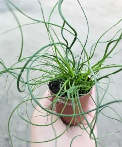 Corkscrew Rush | Juncus Spiralis | 2’in and 4in pot