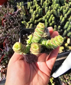 Crassula Baby Necklace | Crassula Perforata | 2in pot