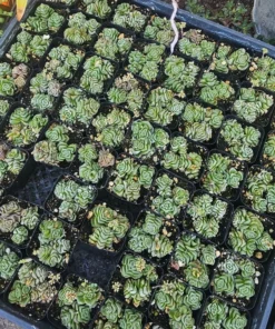 Crassula Dorothy | 2in pot | Rare Succulent