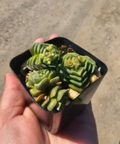 Crassula Dorothy | 2in pot | Rare Succulent