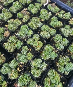 Crassula Dorothy | 2in pot | Rare Succulent